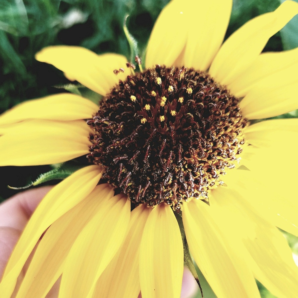 Meet your Posher, Alexis